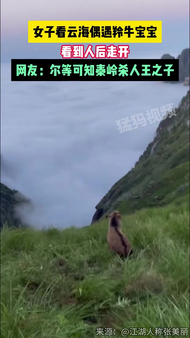 女子偶遇羚牛宝宝，网友：尔等可知秦岭杀人王之子！