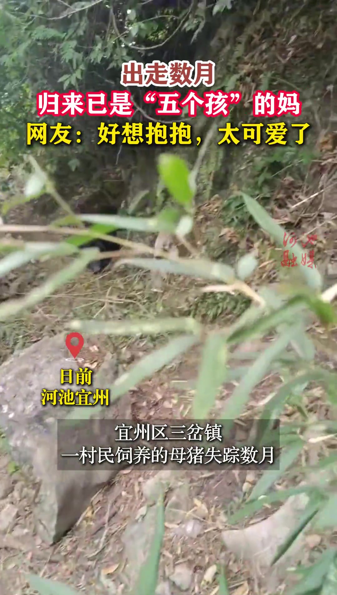 出走数月，归来已是“五个孩”的妈