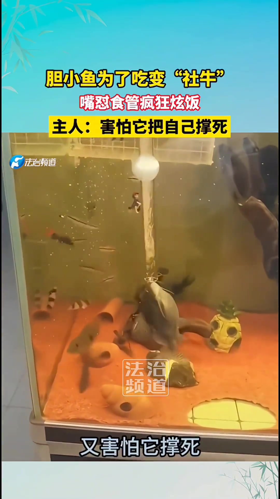 胆小鱼为了吃变“社牛”，嘴怼食管疯狂炫饭！