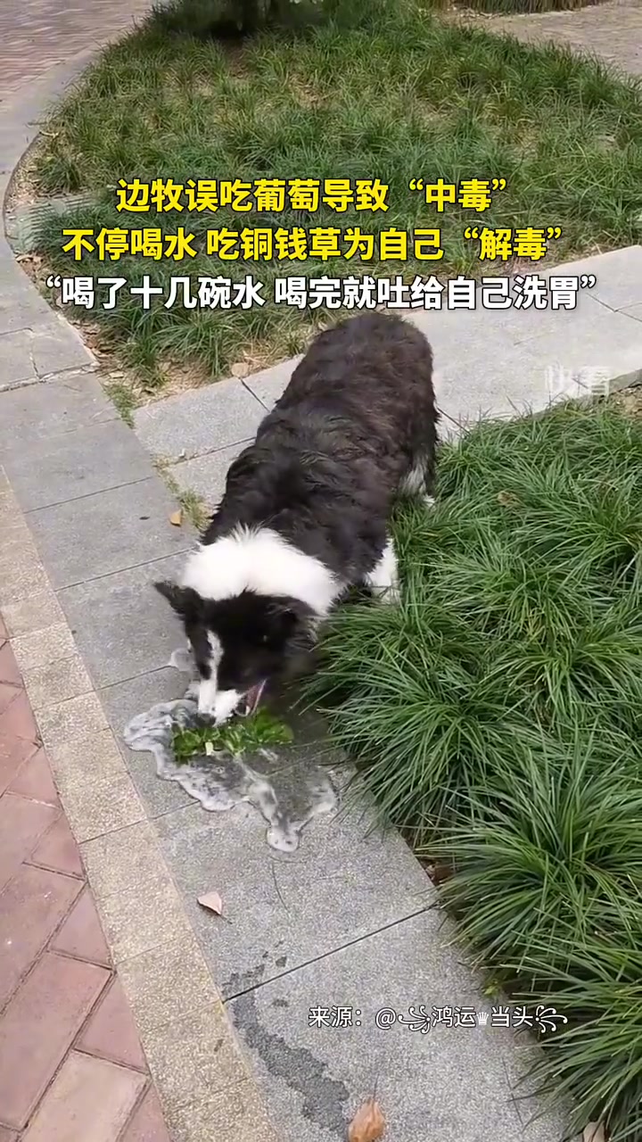 边牧误吃葡萄导致“中毒”，不停喝水、吃铜钱草为自己“解毒”
