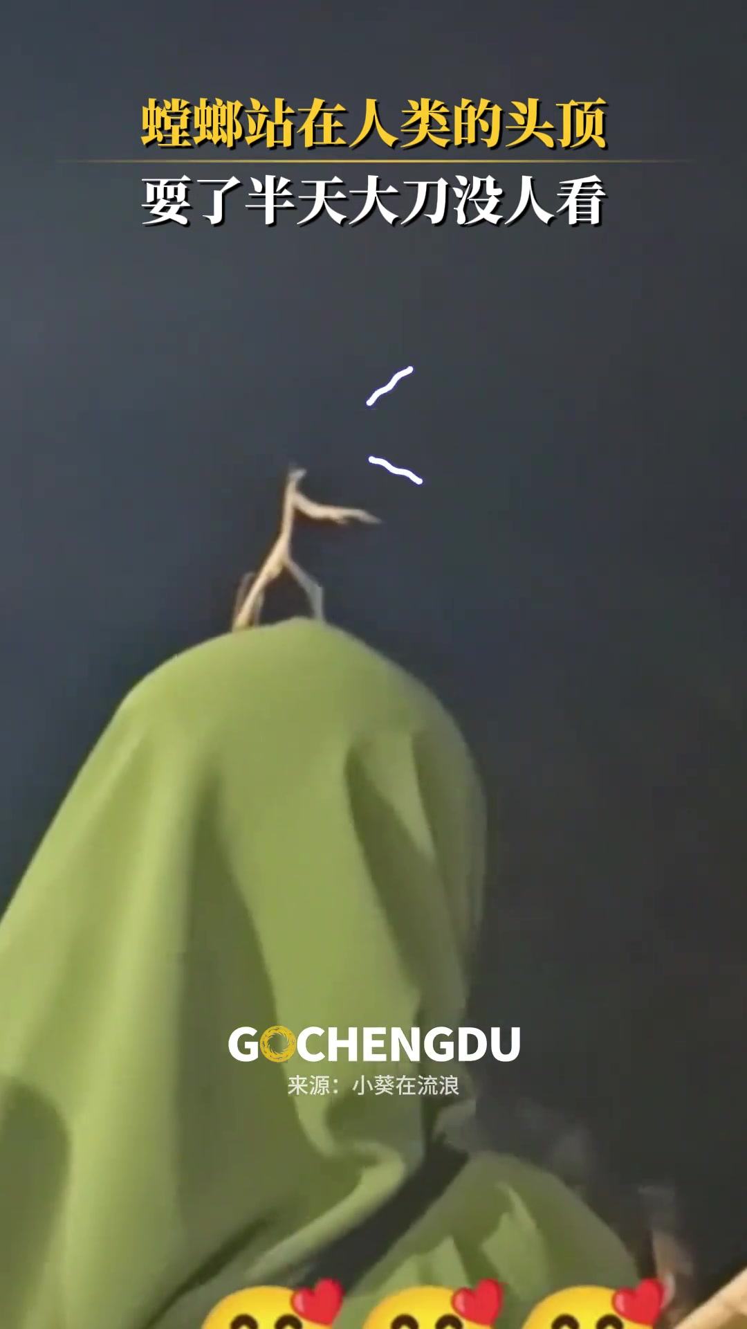 螳螂站在人类的头顶，耍了半天大刀没人看