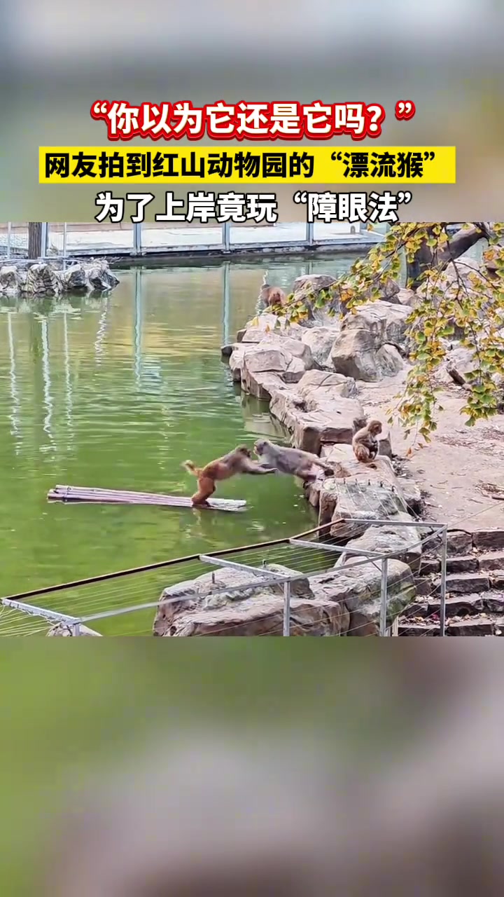 游客想去南京红山森林动物园看“漂流猴”，结果看到的竟然是...