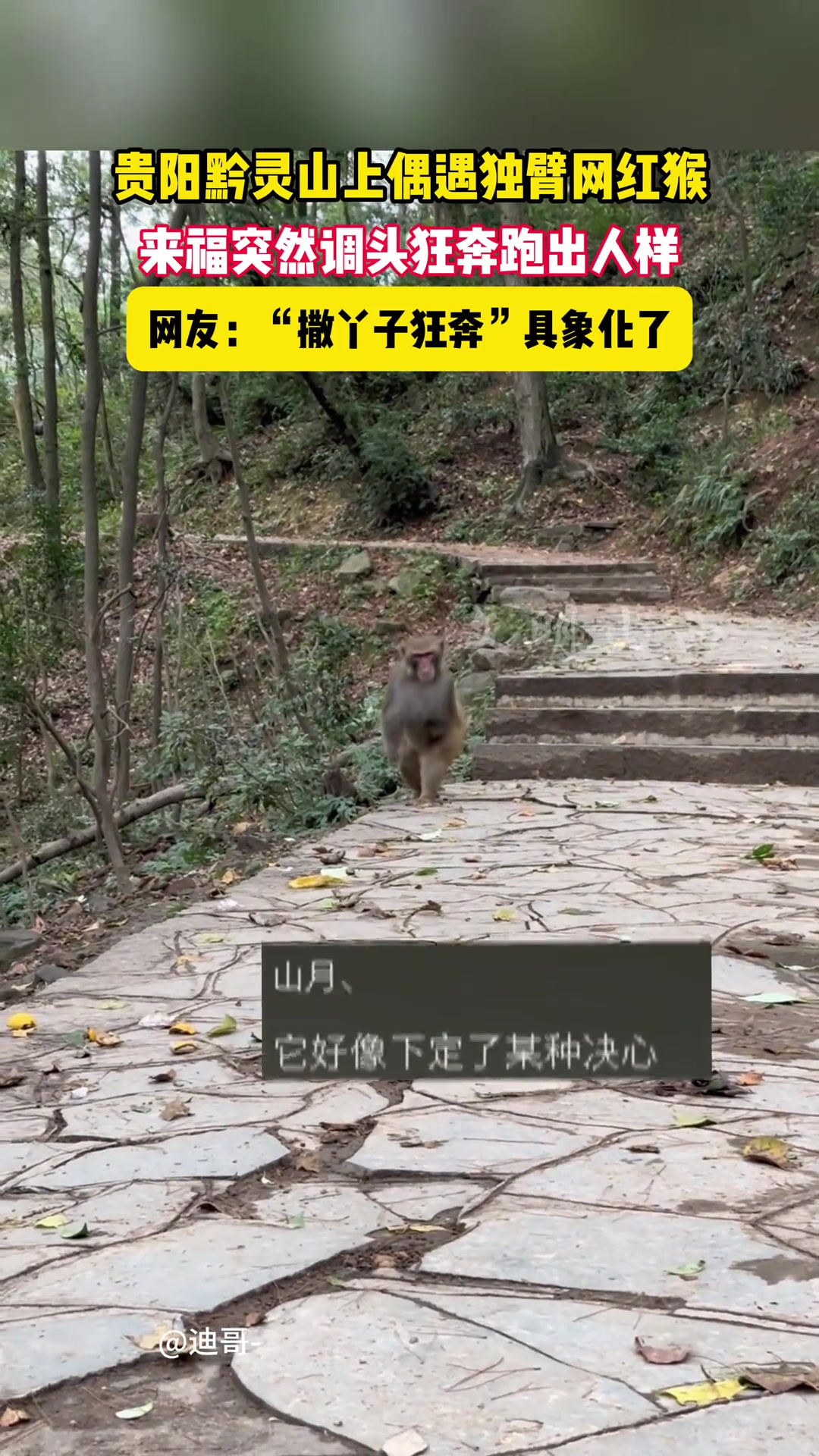 黔灵山网红猴来福突然调头狂奔跑出人样