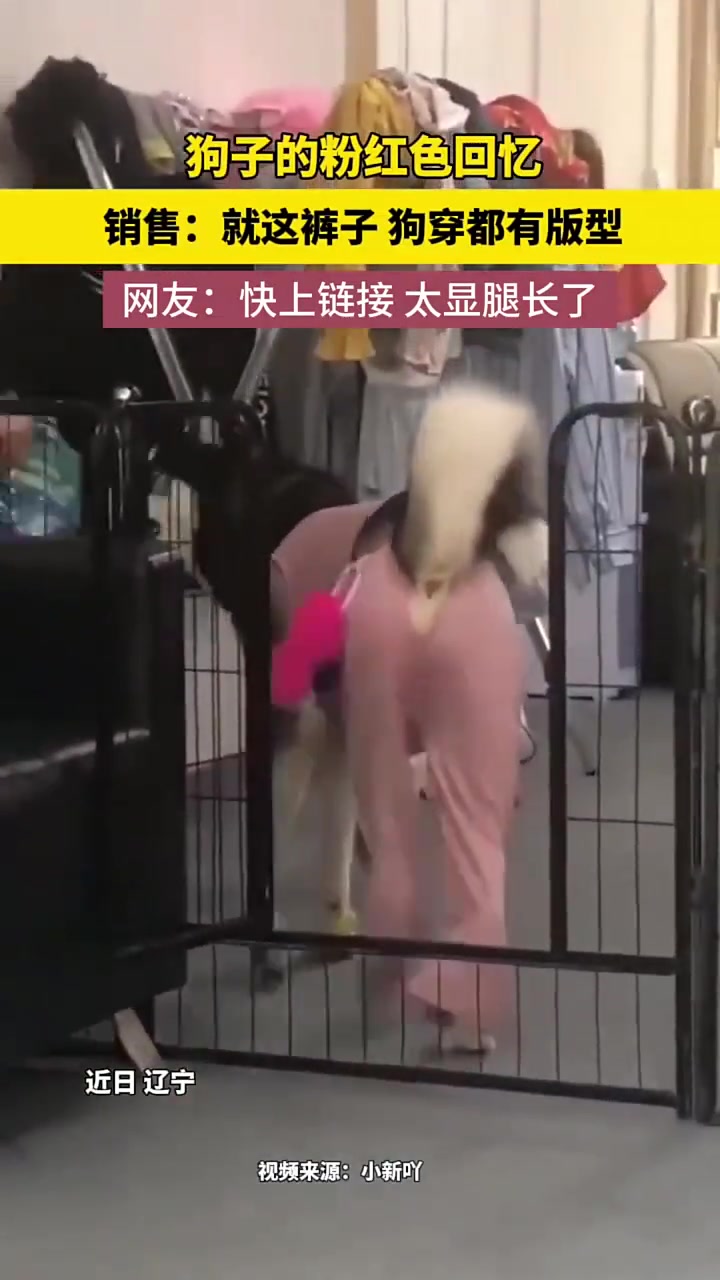 狗子的粉红色回忆