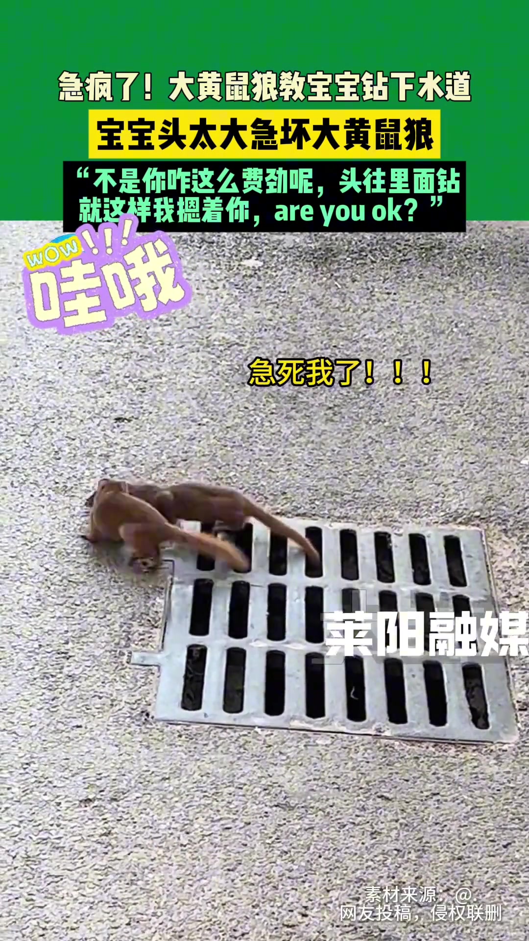 大黄鼠狼教宝宝钻下水道