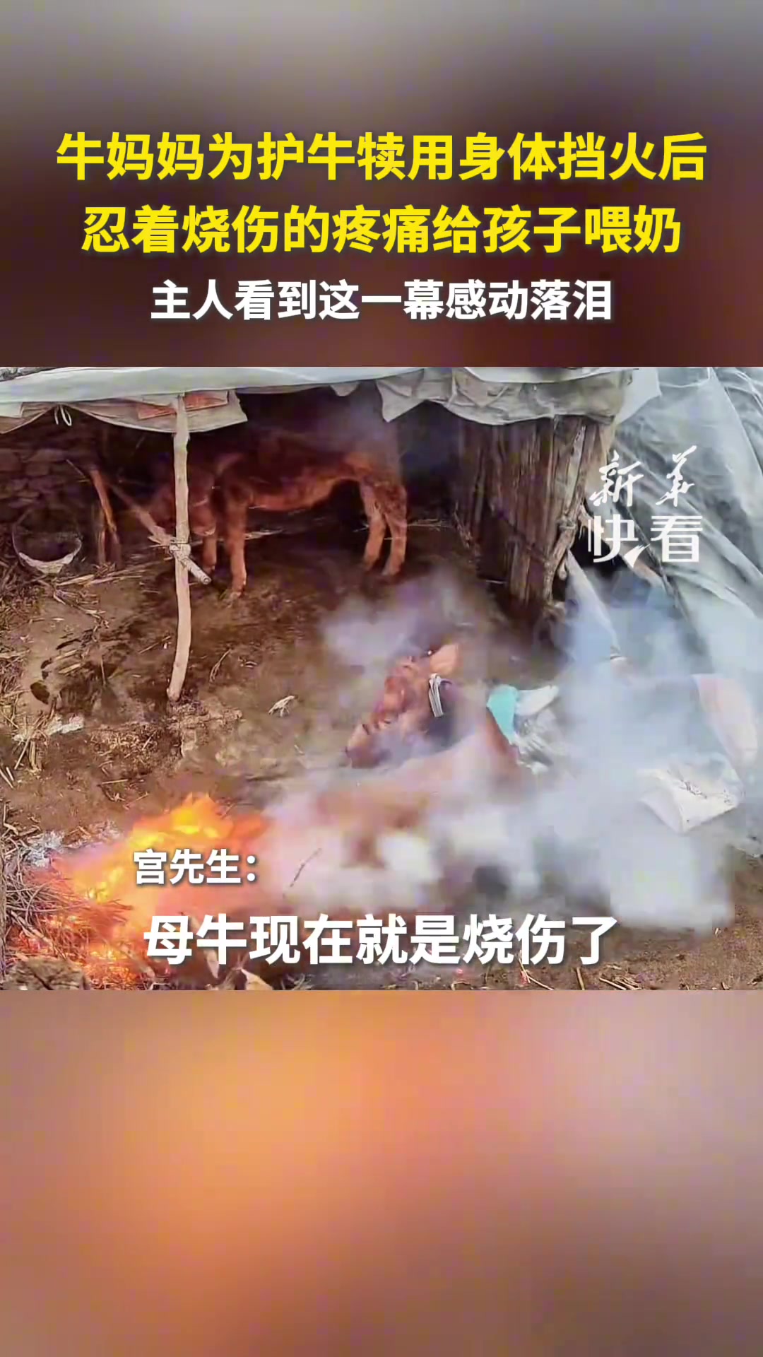 牛妈妈为护牛犊用身体挡火后，忍着烧伤的疼痛给孩子喂奶