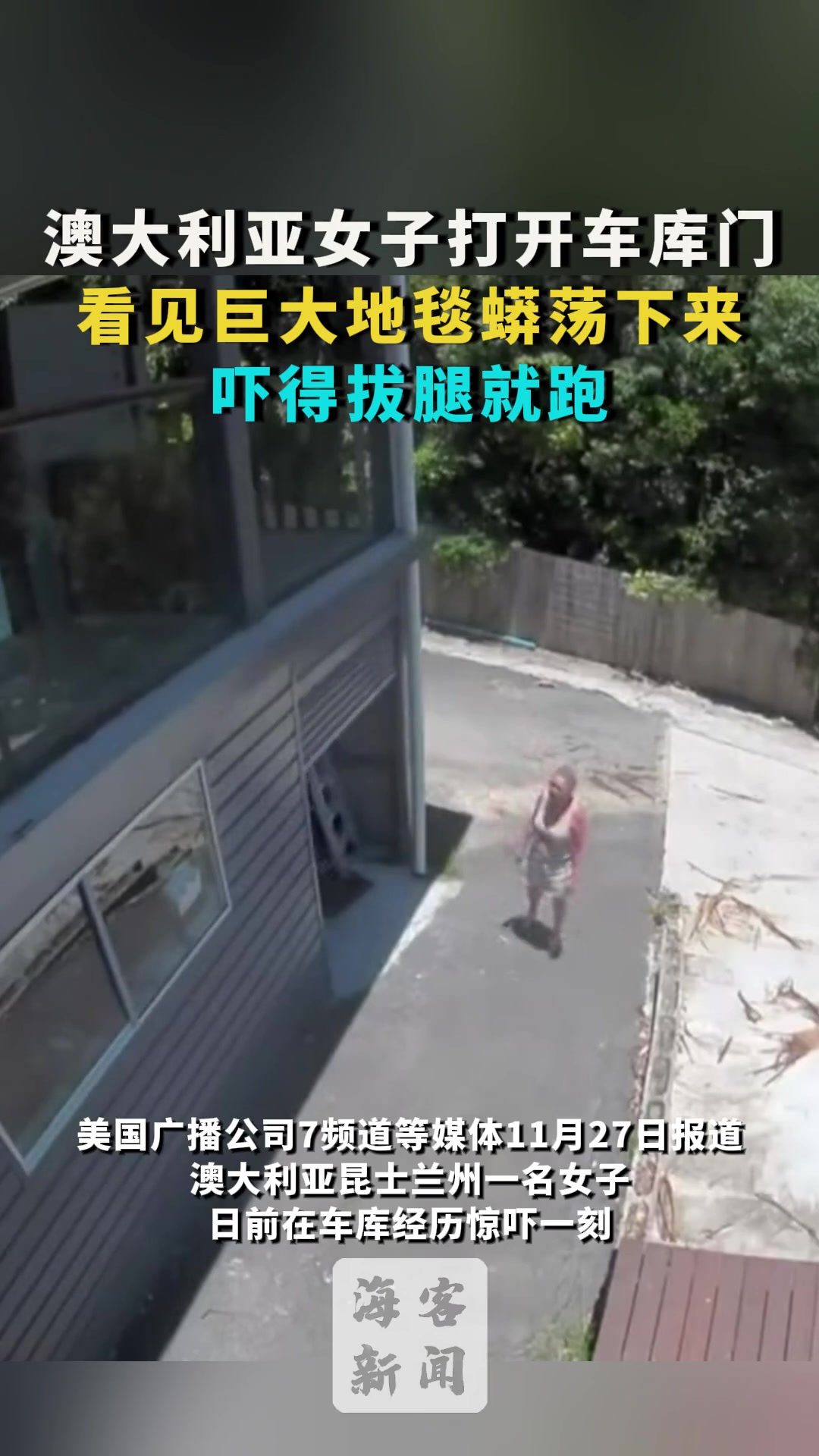 澳大利亚女子打开车库门：看见巨大地毯蟒荡下来吓得拔腿就跑