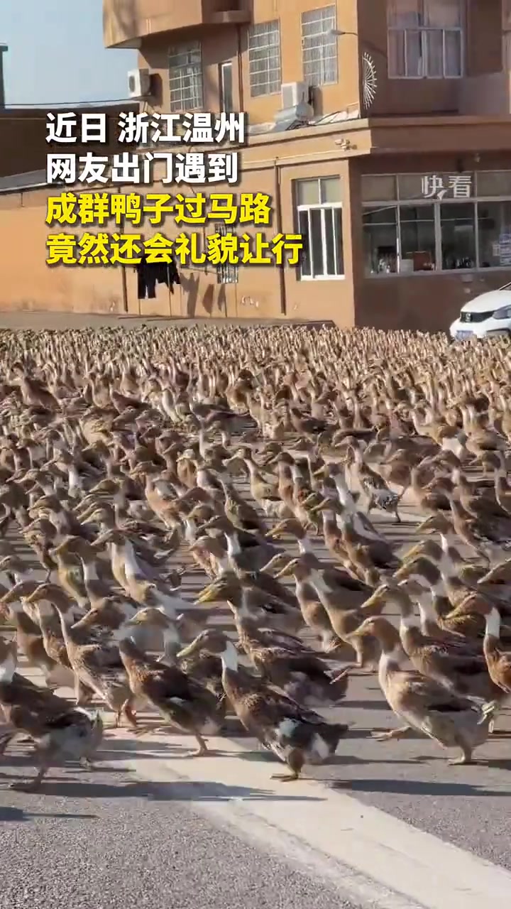 网友出门遇到成群鸭子过马路，竟然还会礼貌让行