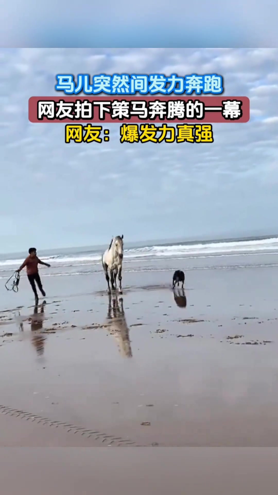 网友拍下马儿自由奔跑一幕
