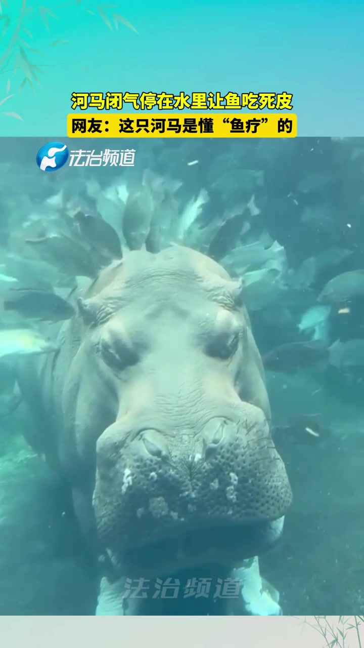 河马闭气停在水里享受“鱼疗”