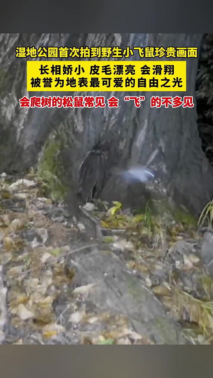 湿地公园首次拍到野生小飞鼠珍贵画面