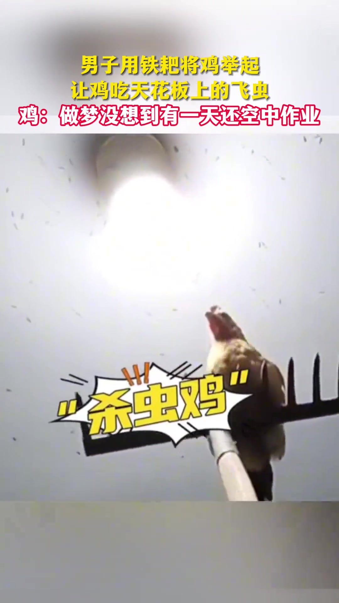 男子用铁耙将鸡举起让鸡吃天花板的飞虫