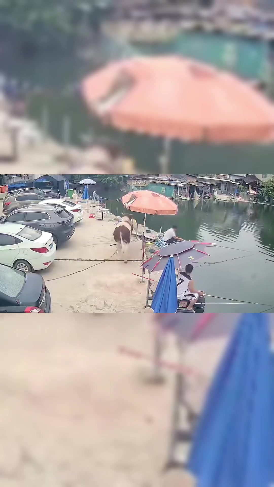 牛这么重能游泳吗
