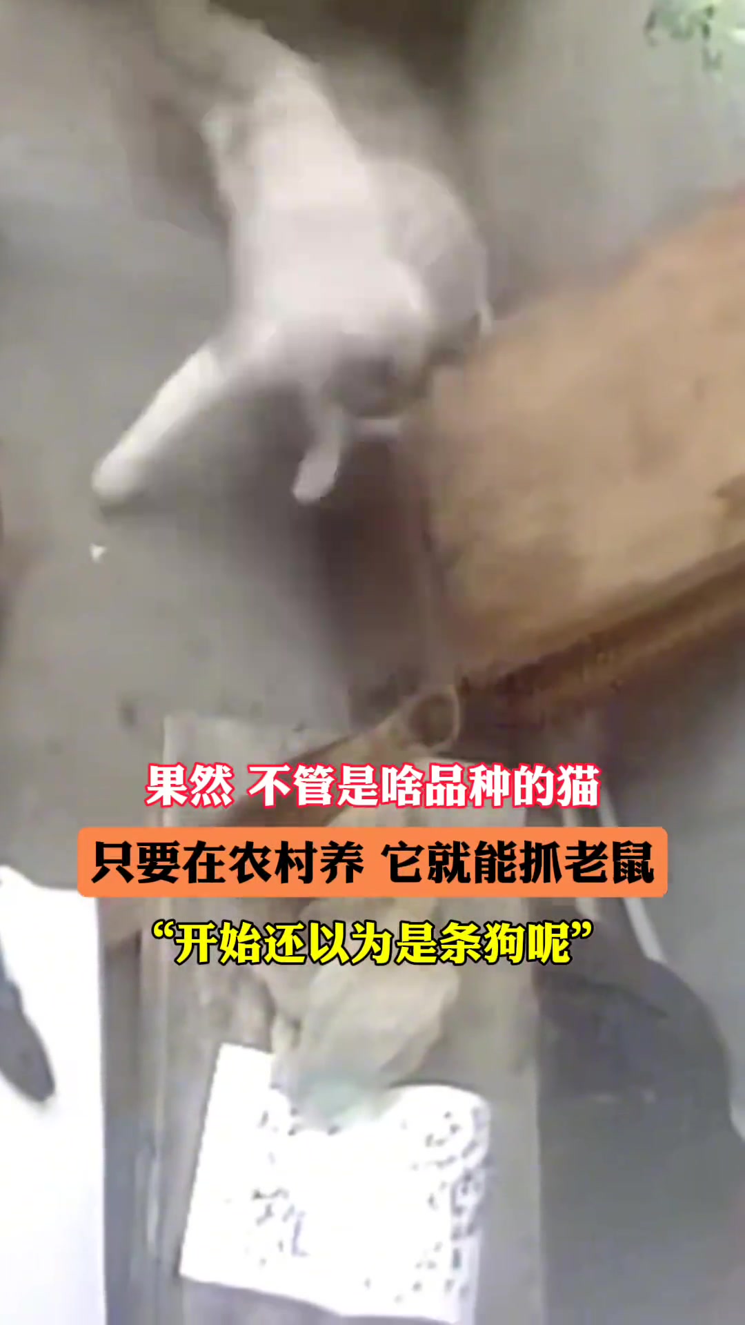 不管啥猫在农村待久了，自然就会抓老鼠了