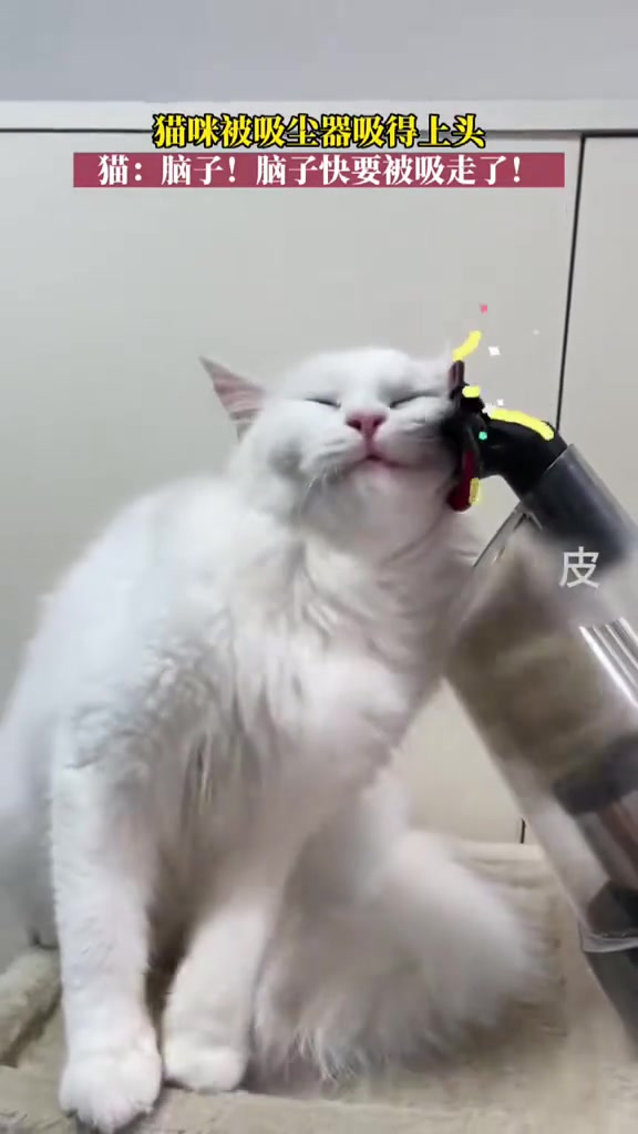 猫咪被吸尘器吸的上头