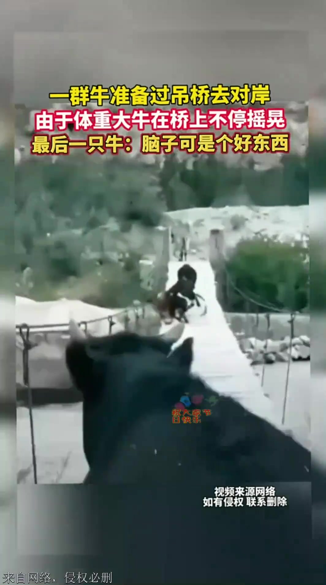 一群牛准备过吊桥去对岸由于体重大牛在桥上不停摇晃