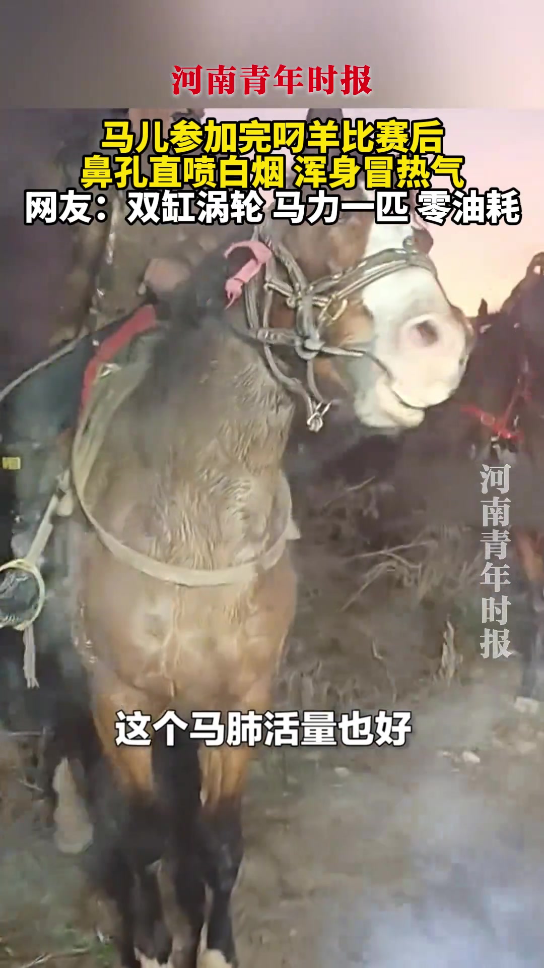 马儿参加完叼羊比赛后鼻孔直喷白烟浑身冒热气