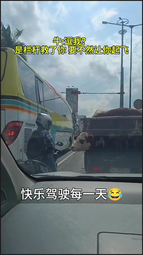 牛：逗我是栏杆救了你要不然让你起飞