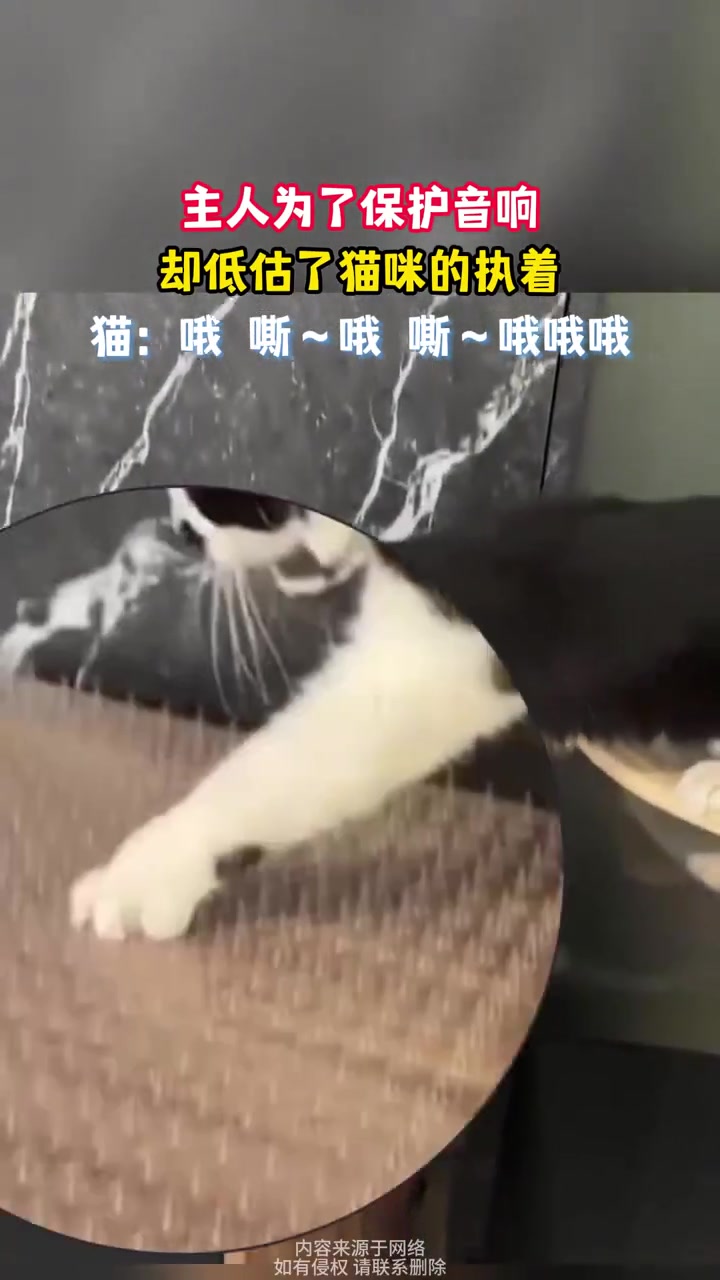 主人为了保护音响，却低估了猫咪的执着