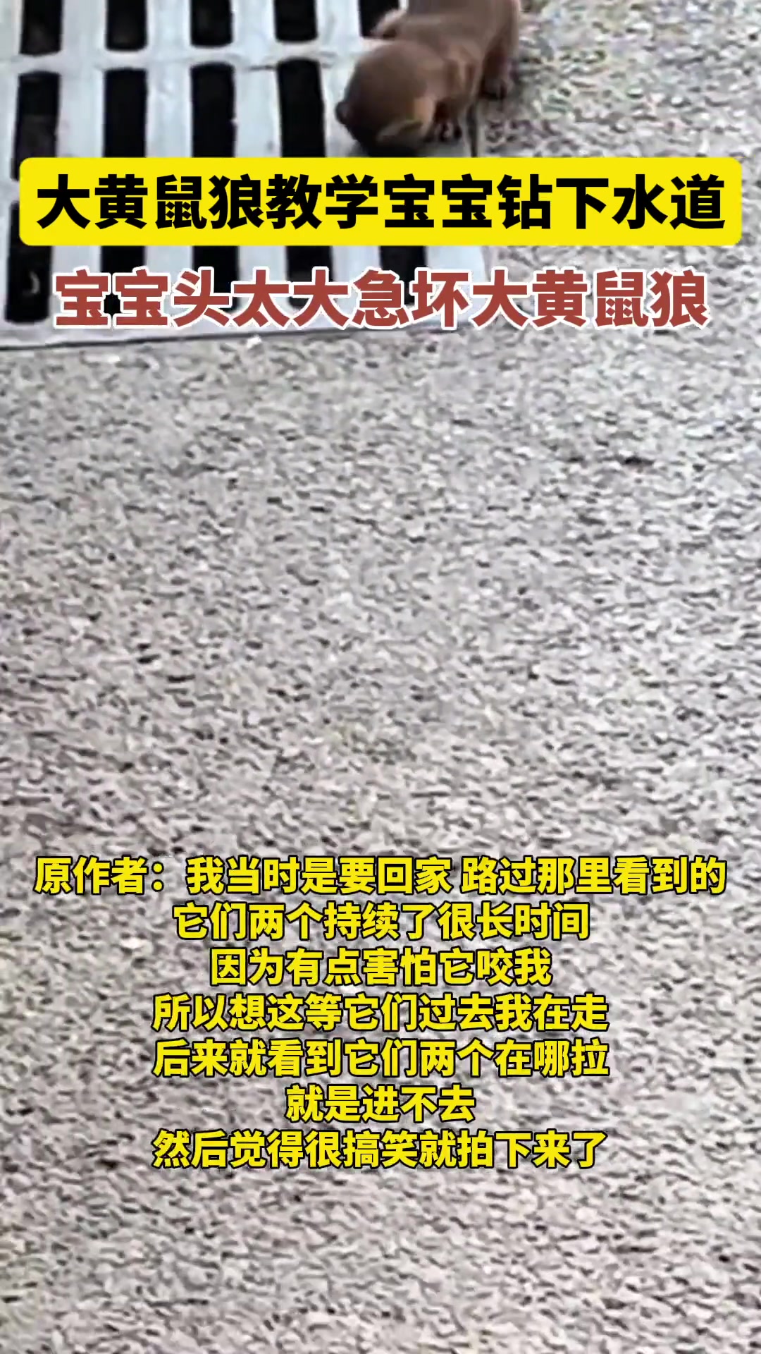 急疯了！大黄鼠狼教学宝宝，宝宝头太大钻不进下水道