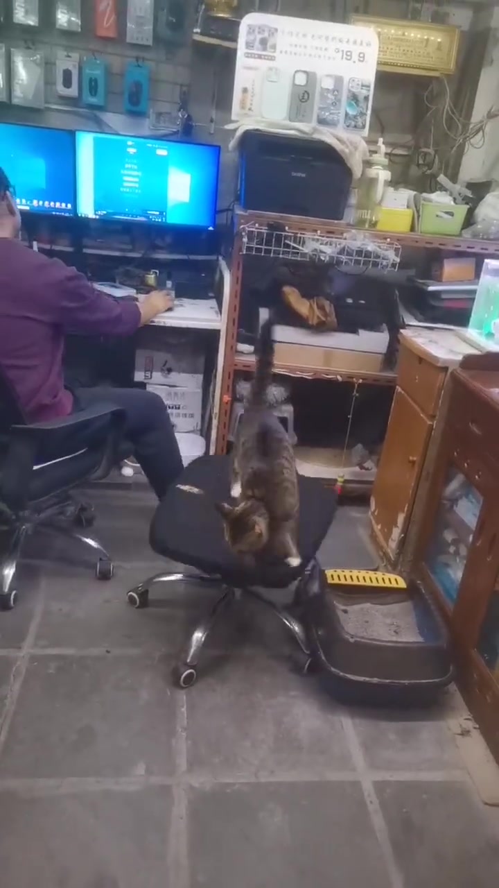 猫：我只是想跳下去，有那么好笑吗
