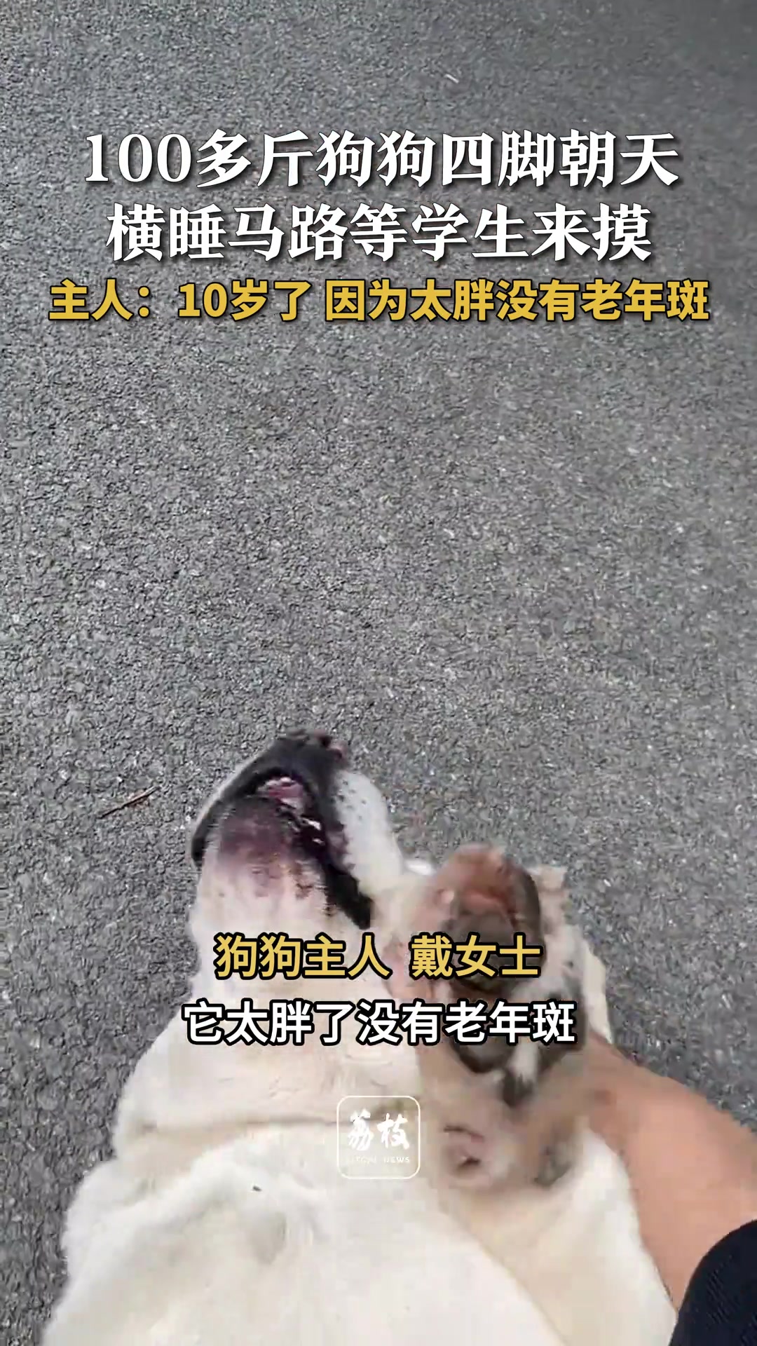 100多斤狗狗四脚朝天横睡马路等学生来摸