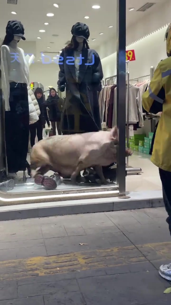 猪：没有合适的尺码，走了