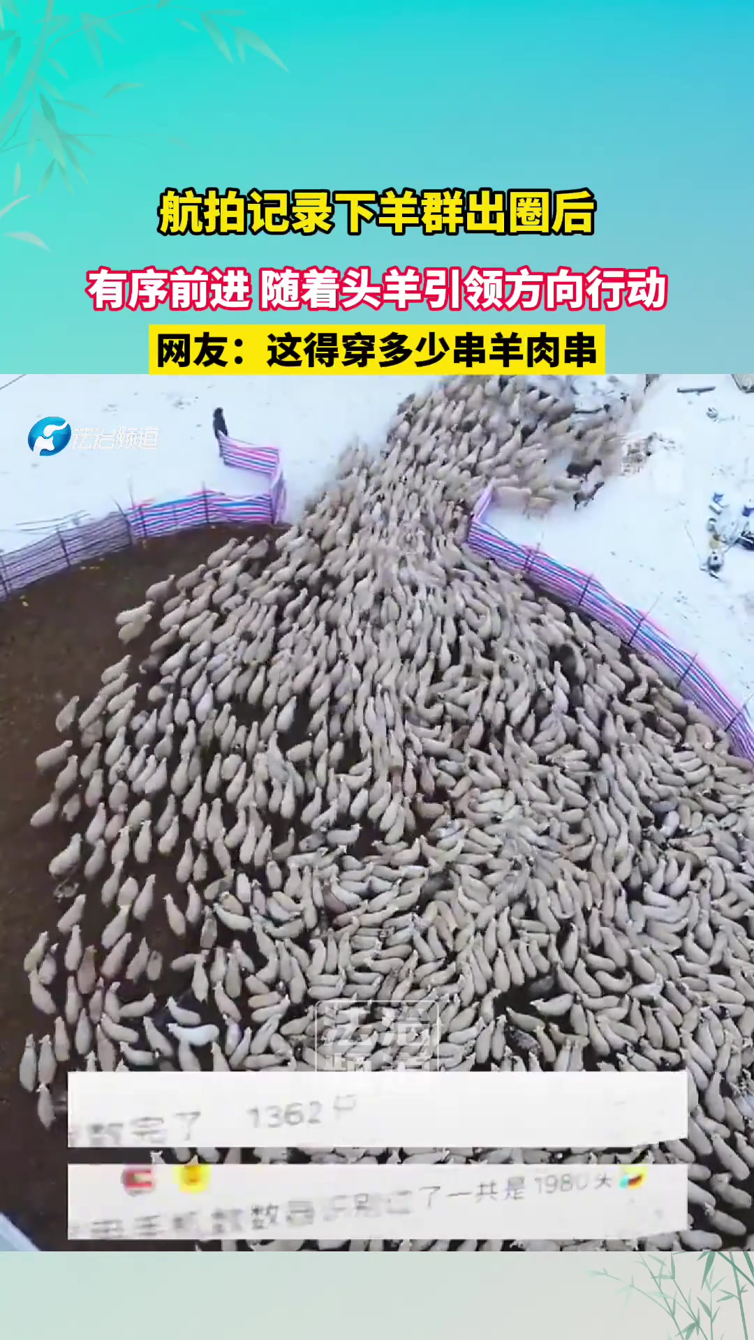 航拍记录下羊群出圈后，有序前进，随着头羊引领方向行动