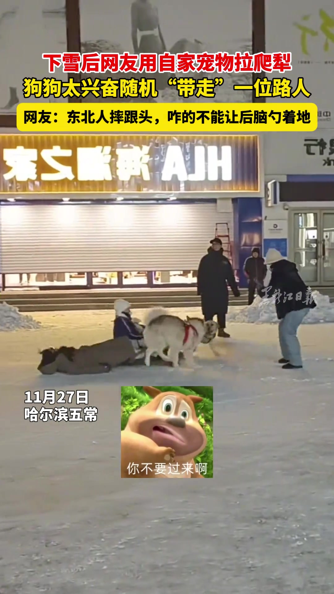 下雪后网友用自家宠物拉爬犁狗狗太兴奋随机“带走”一位路人