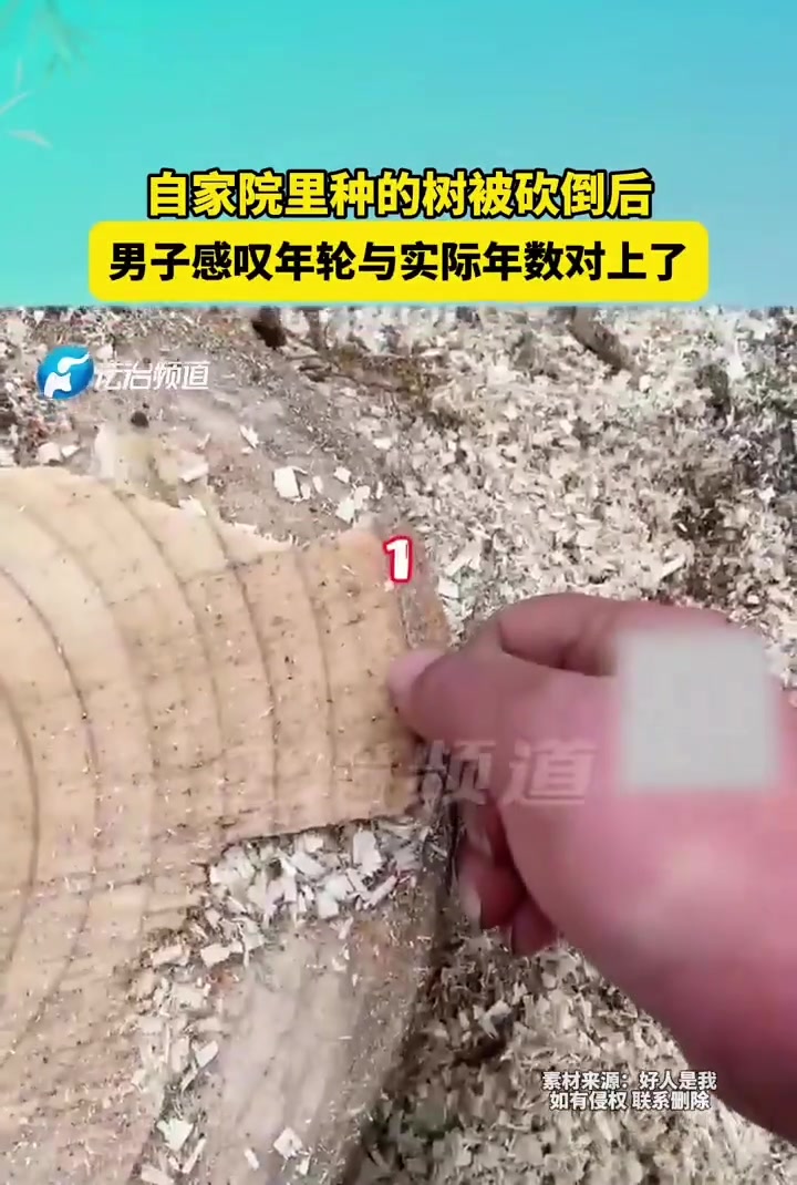 自家院里种的树被砍到后男子感叹年轮与实际年数对上了