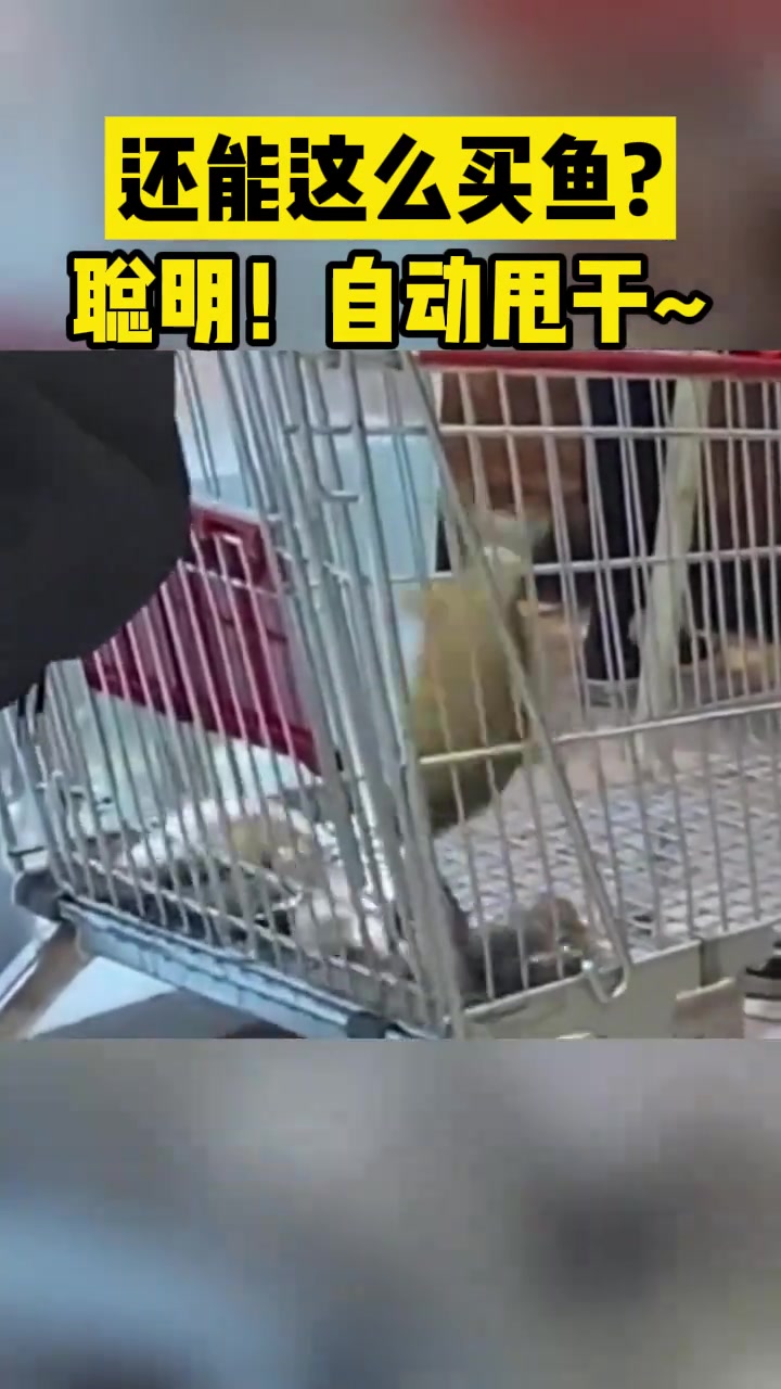 还能这么买鱼聪明啊！自动甩干！