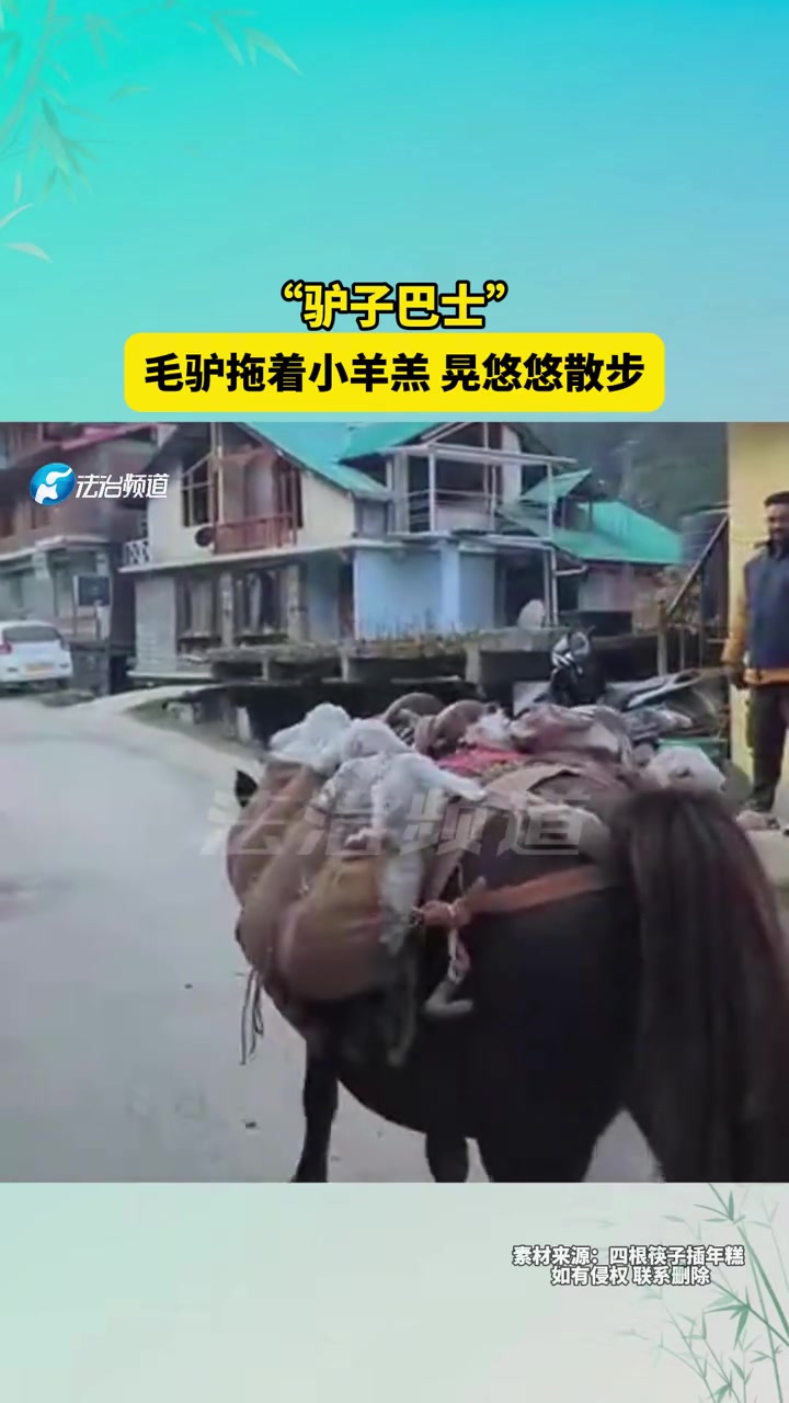 “驴子巴士”毛驴拖着小羊羔晃悠悠散步