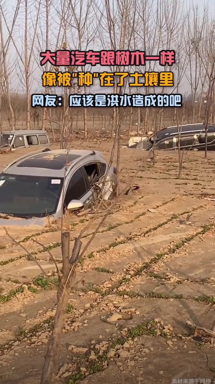 大量汽车跟树木一样，像被种在了土壤里