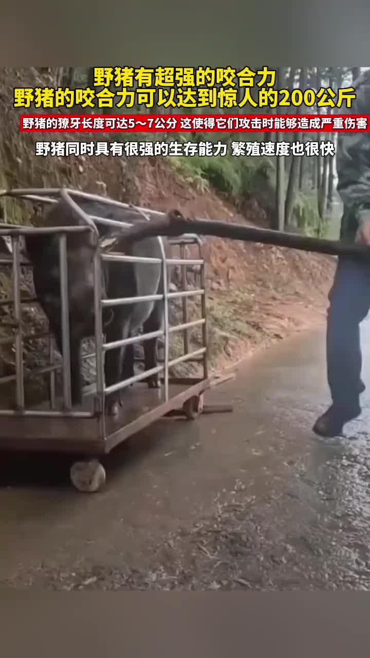 野猪具有超强的咬合力啊！