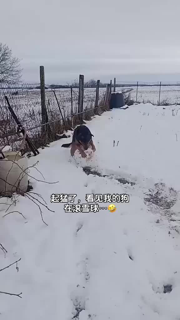 这个狗子是真聪明啊！！