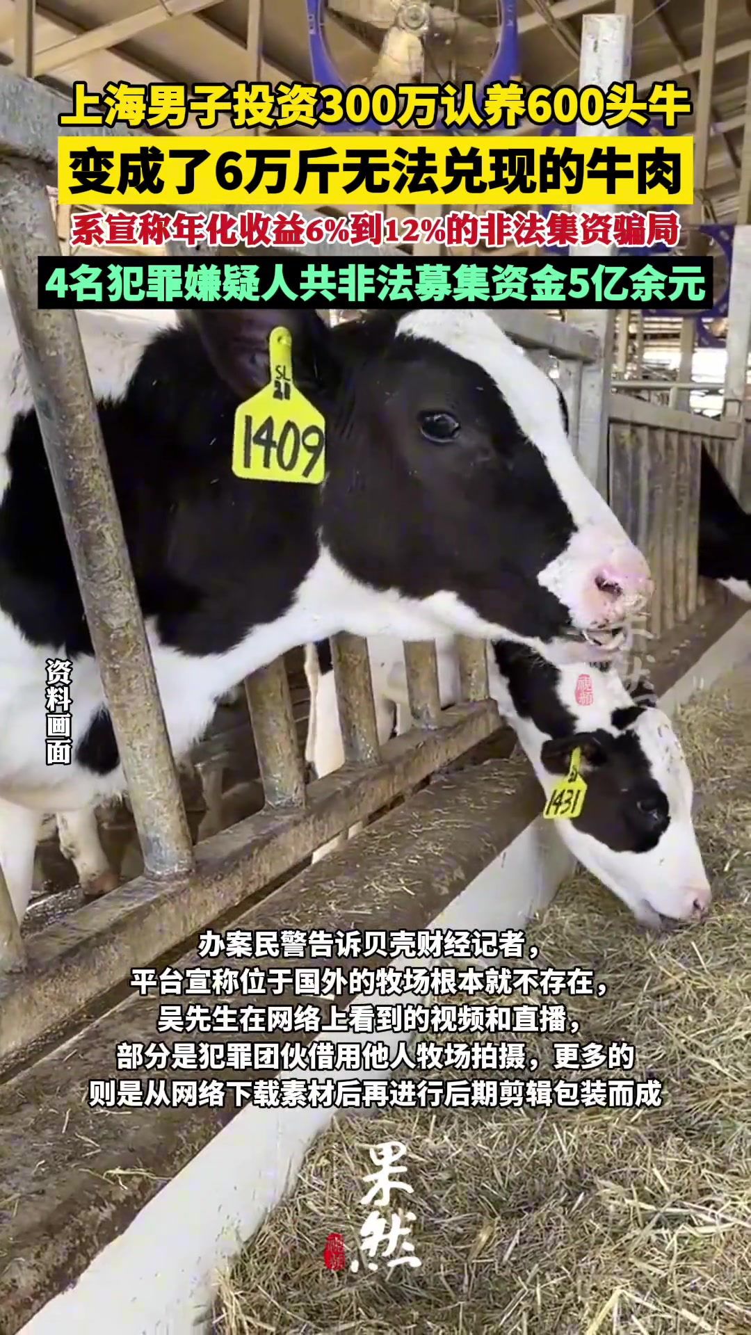 投资300万认养600头牛变成6万斤无法兑现的牛肉