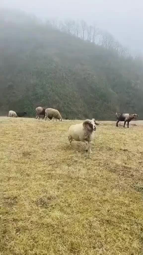 羊：你跳，你跳，你再跳看看