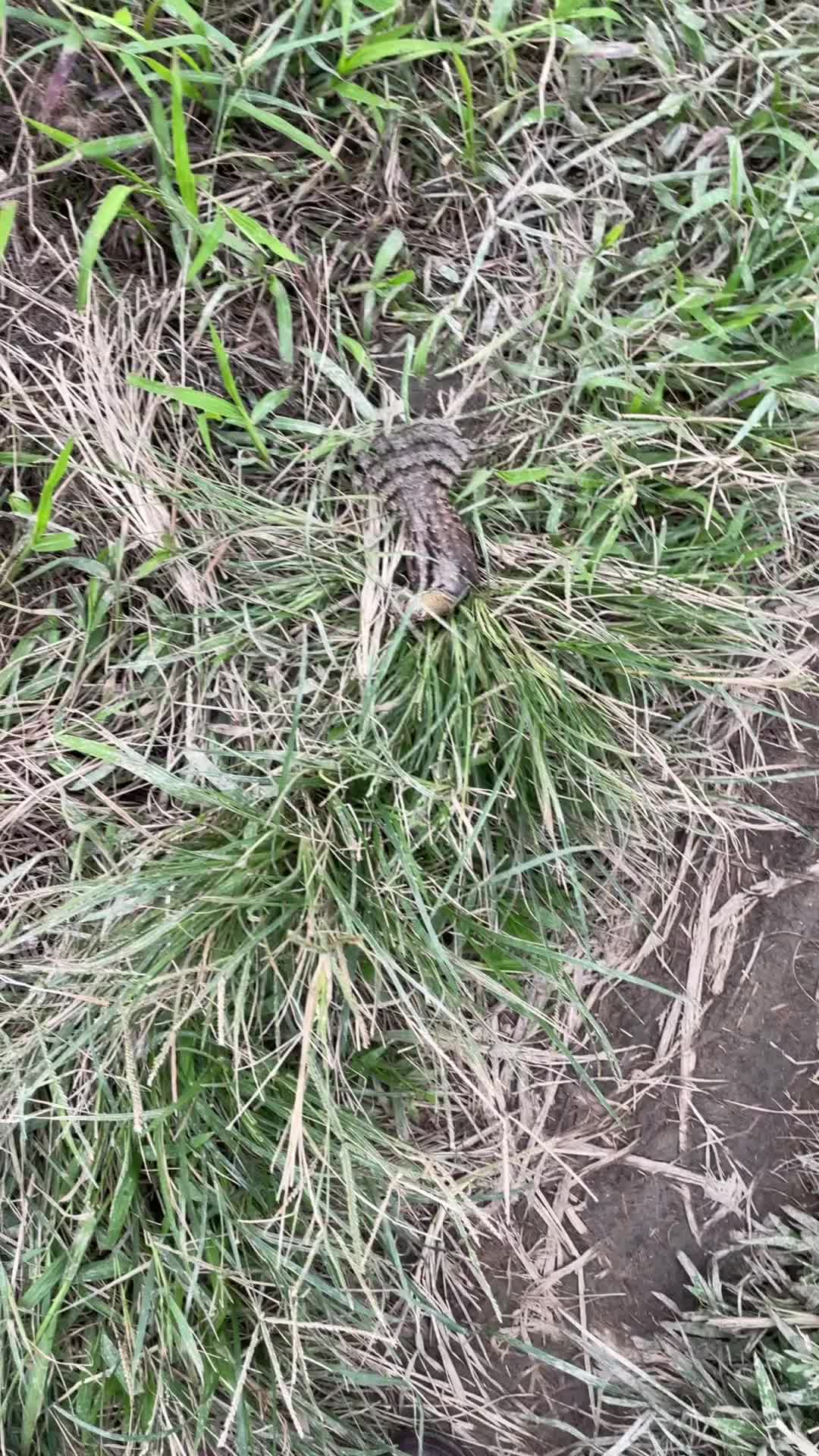 路边碰到一只神奇的小鸟！