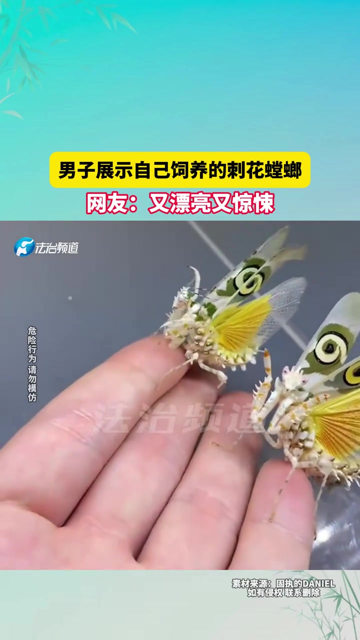 男子展示自己饲养的刺花螳螂