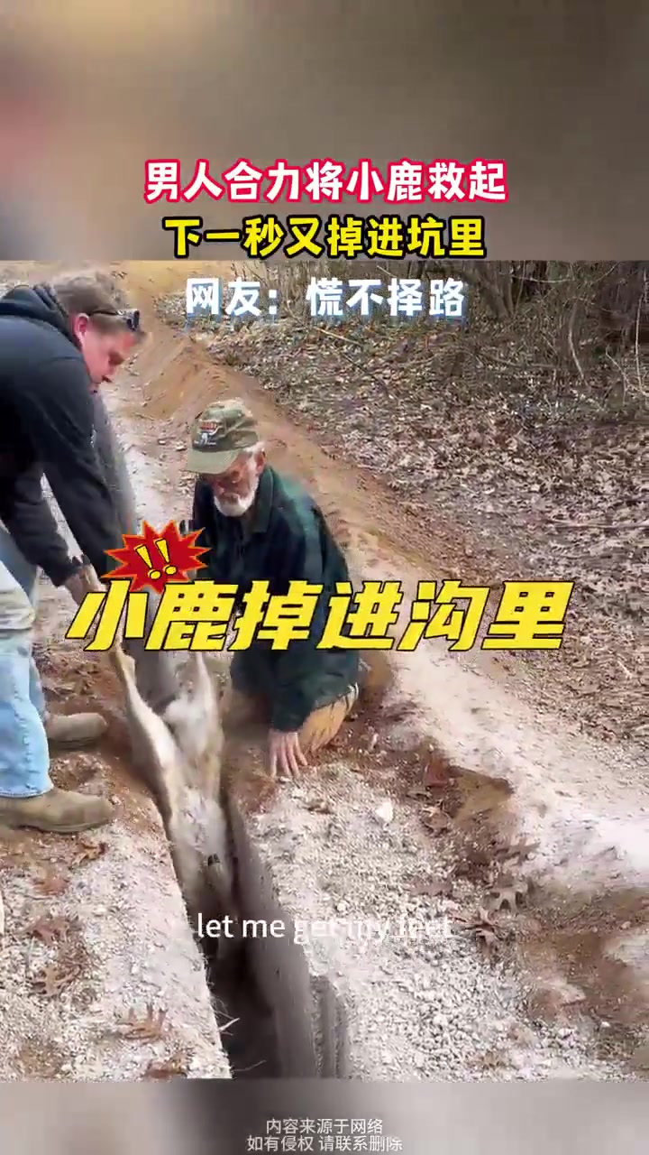 男人合力将小鹿救起，下一秒又掉进坑里