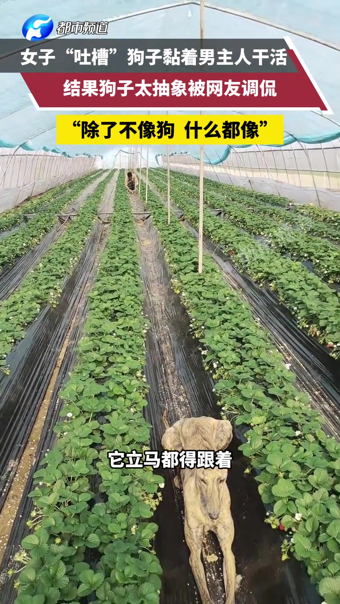 吐槽”狗子黏着男主人干活，结果狗子太抽象