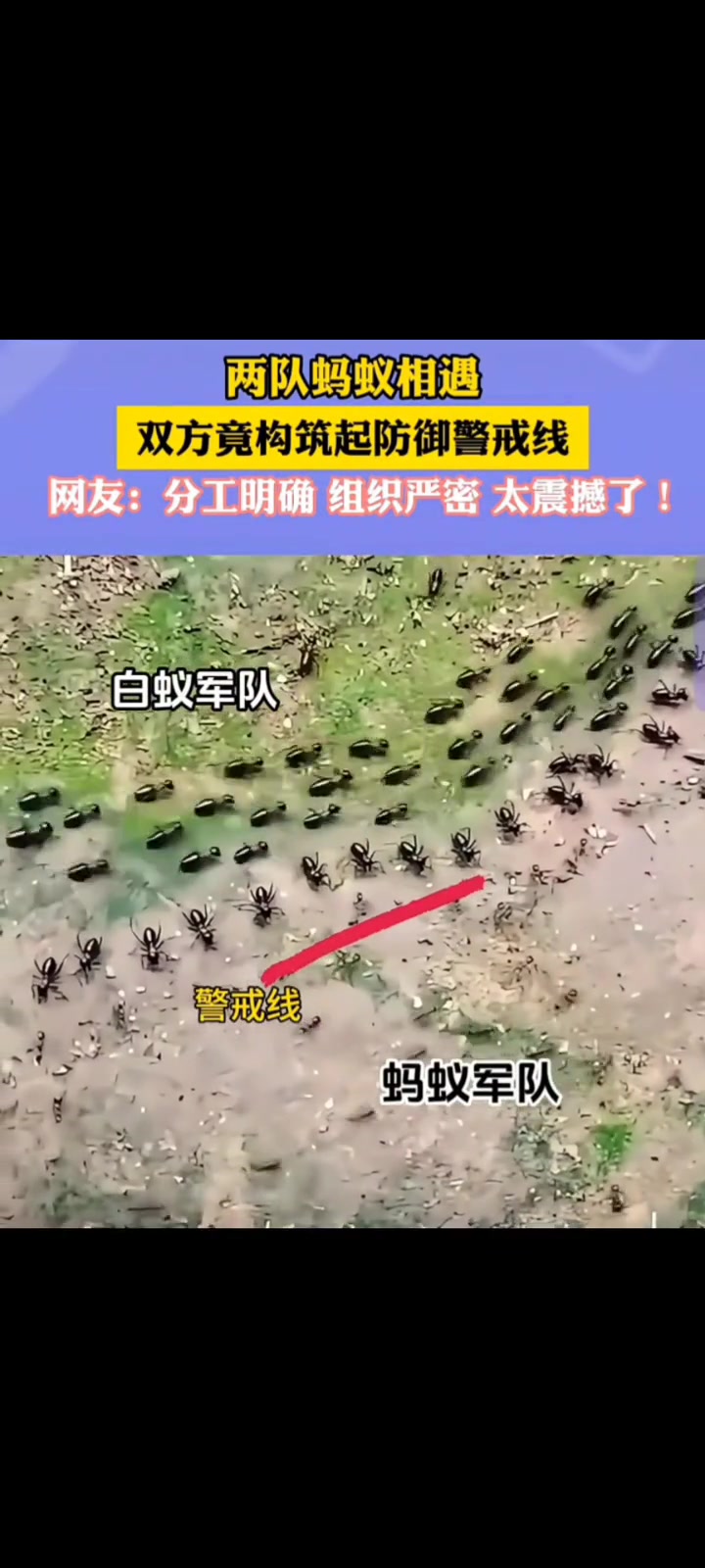 两队蚂蚁相遇双方竟然构起防御警戒线