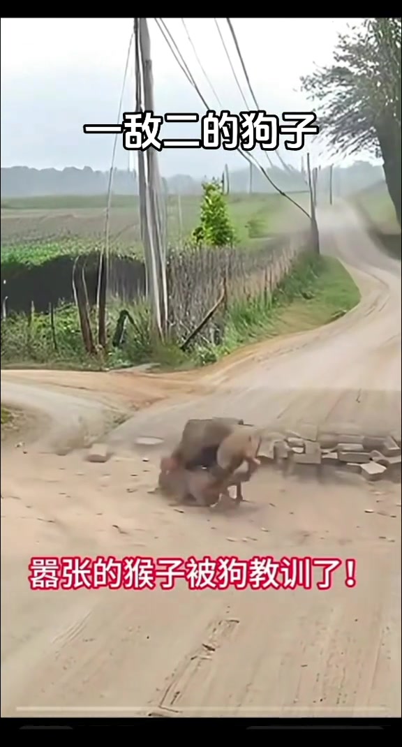 嚣张的狗子被狗子教训了