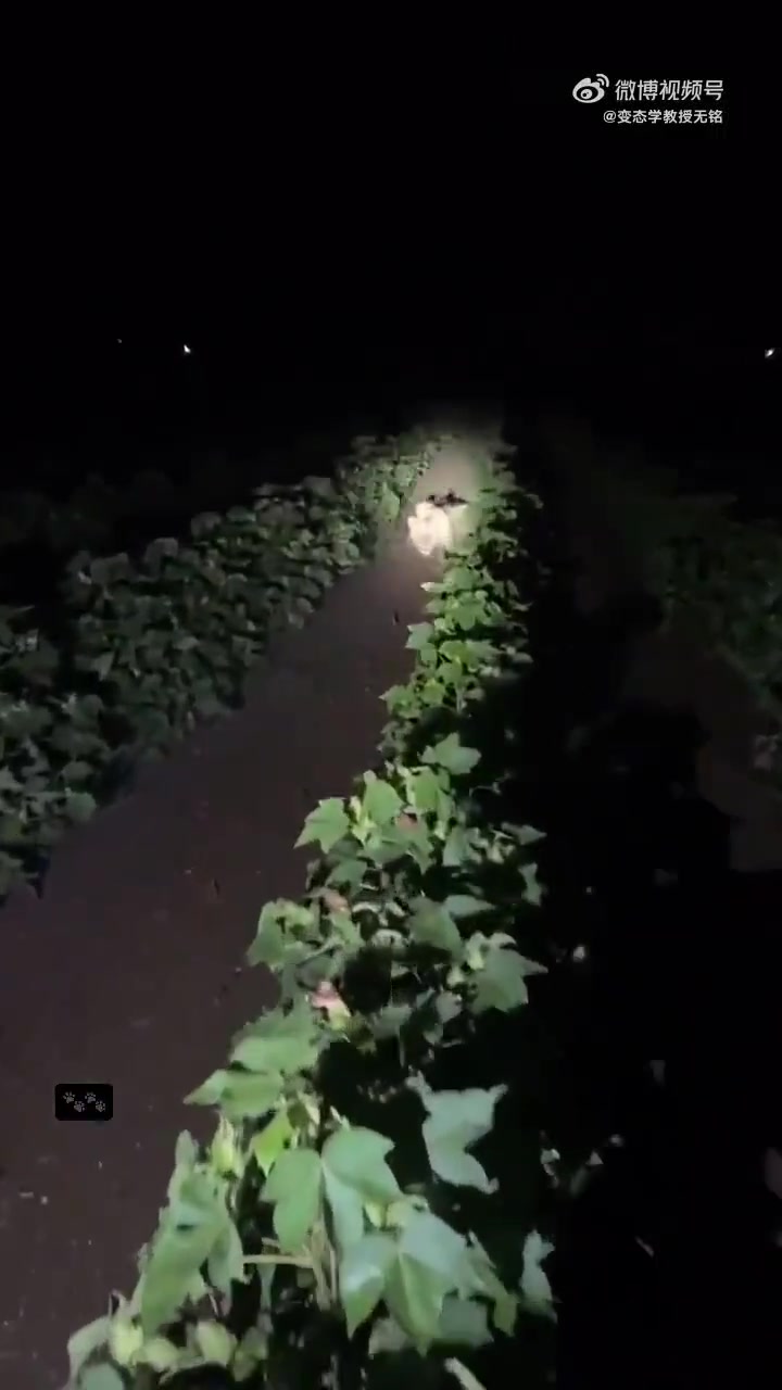 今天农田里偷吃庄稼的野猫有点大啊