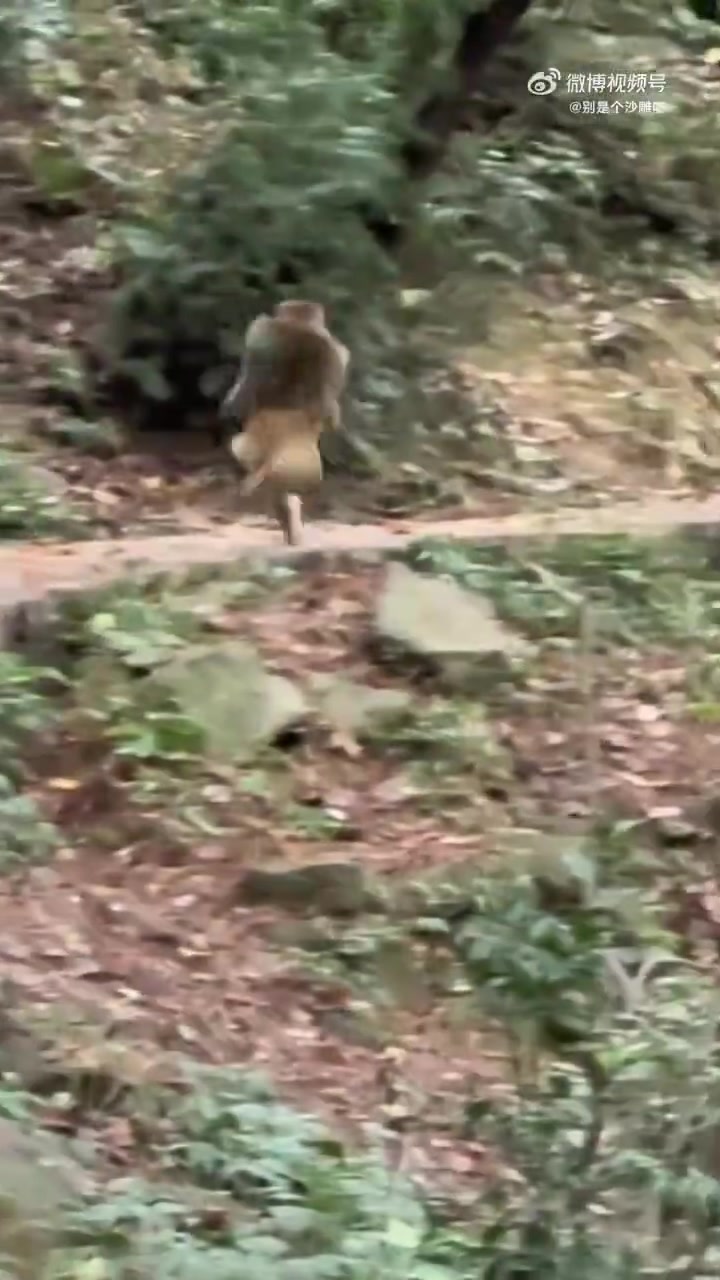 国家一级运动猿