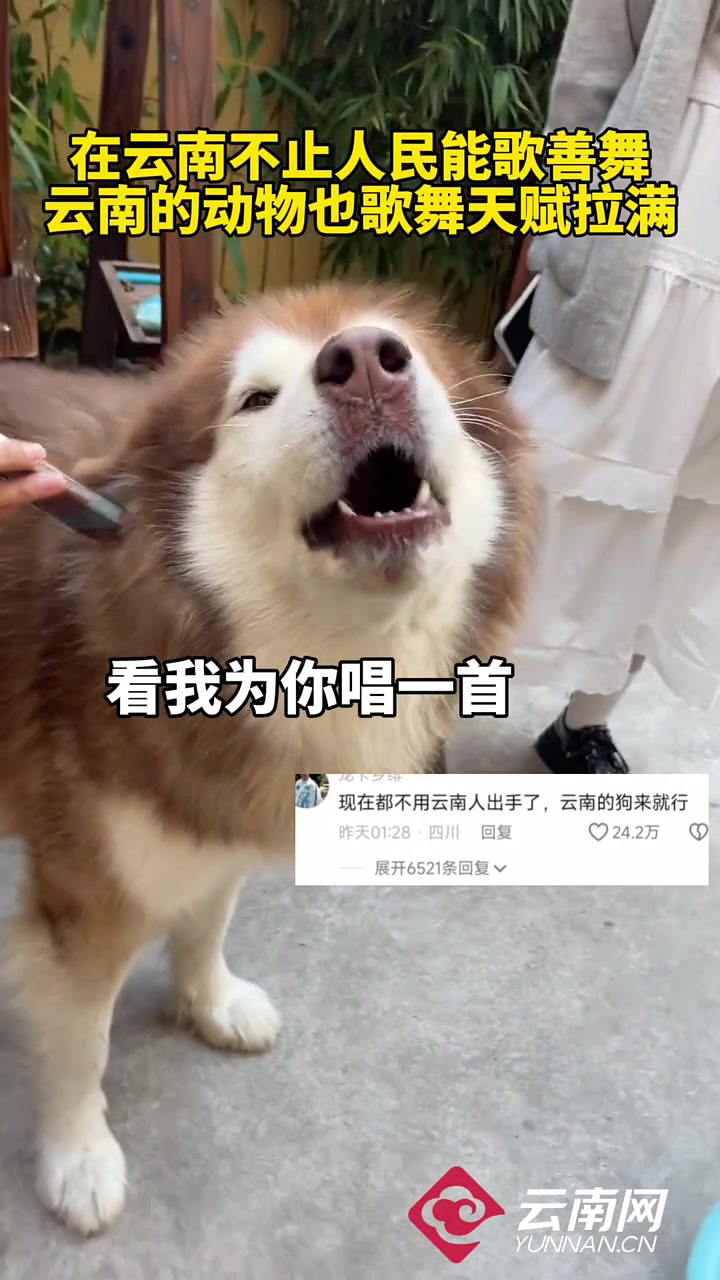 在云南不止人民能歌善舞，云南的动物也是歌舞天赋拉满
