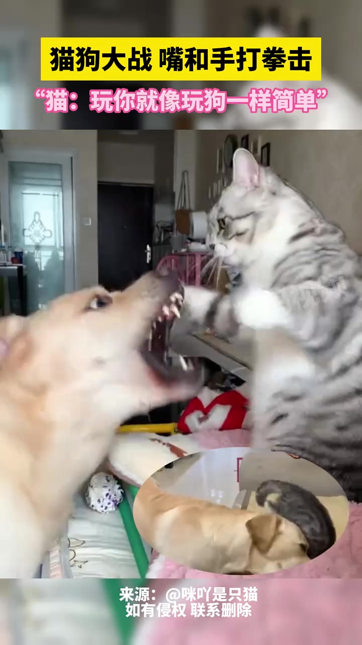 猫狗大战，嘴和手打拳击，“猫：玩你就像玩狗一样”