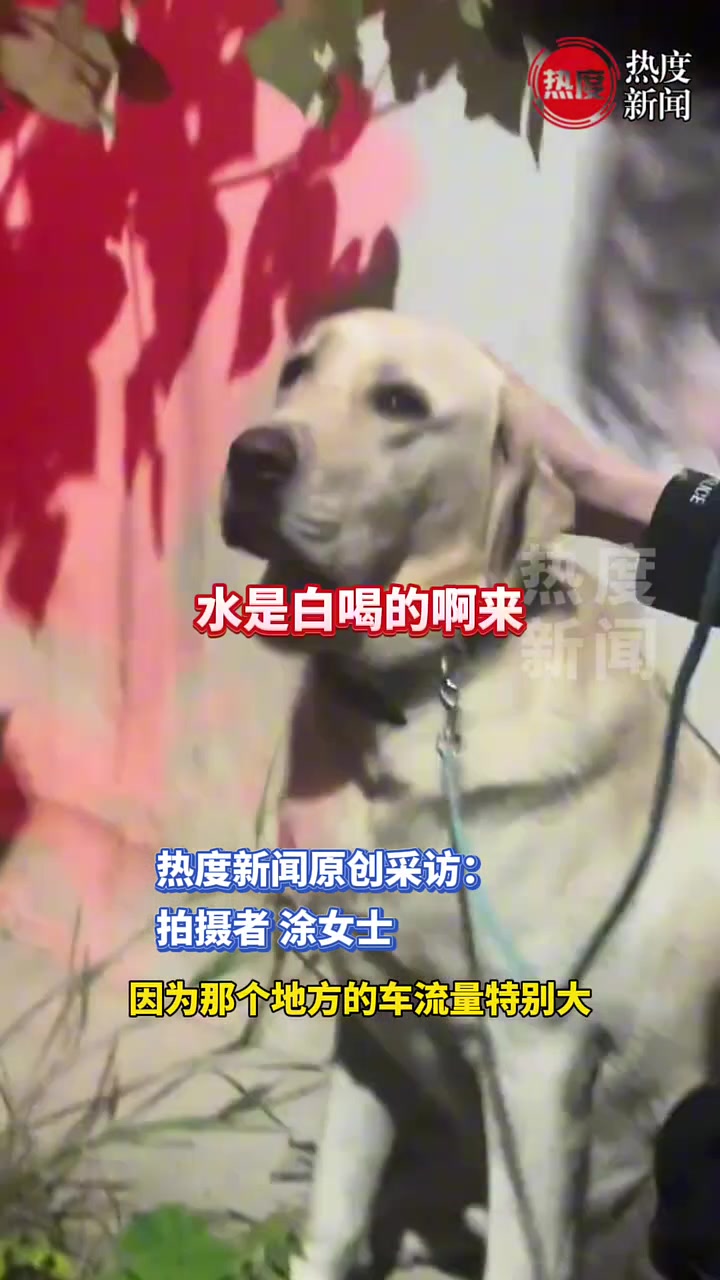狗狗街头走失受惊后躲进草丛，路人怎么劝都不出来无奈求助警察