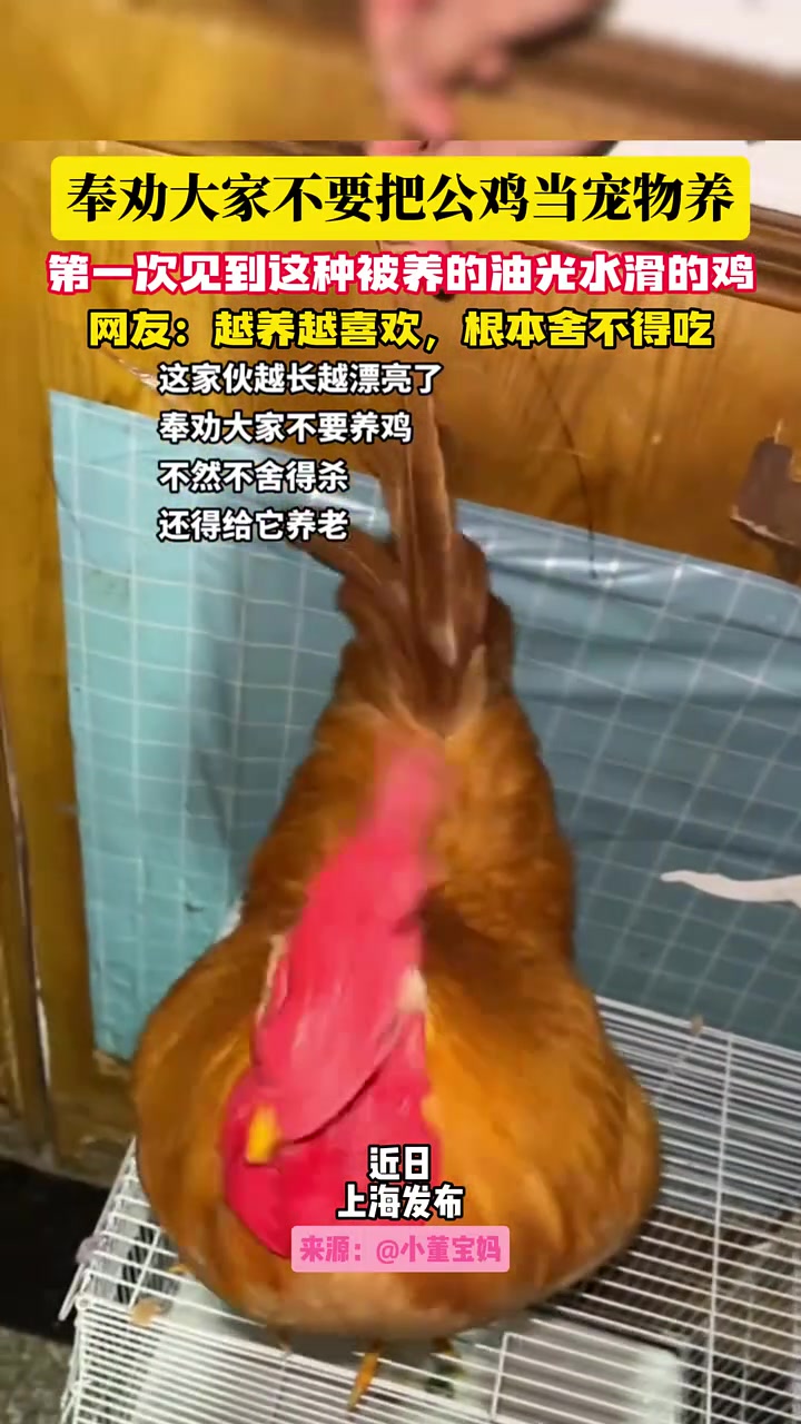 奉劝大家不要把公鸡当宠物养“油光水滑的鸡”根本舍不得吃