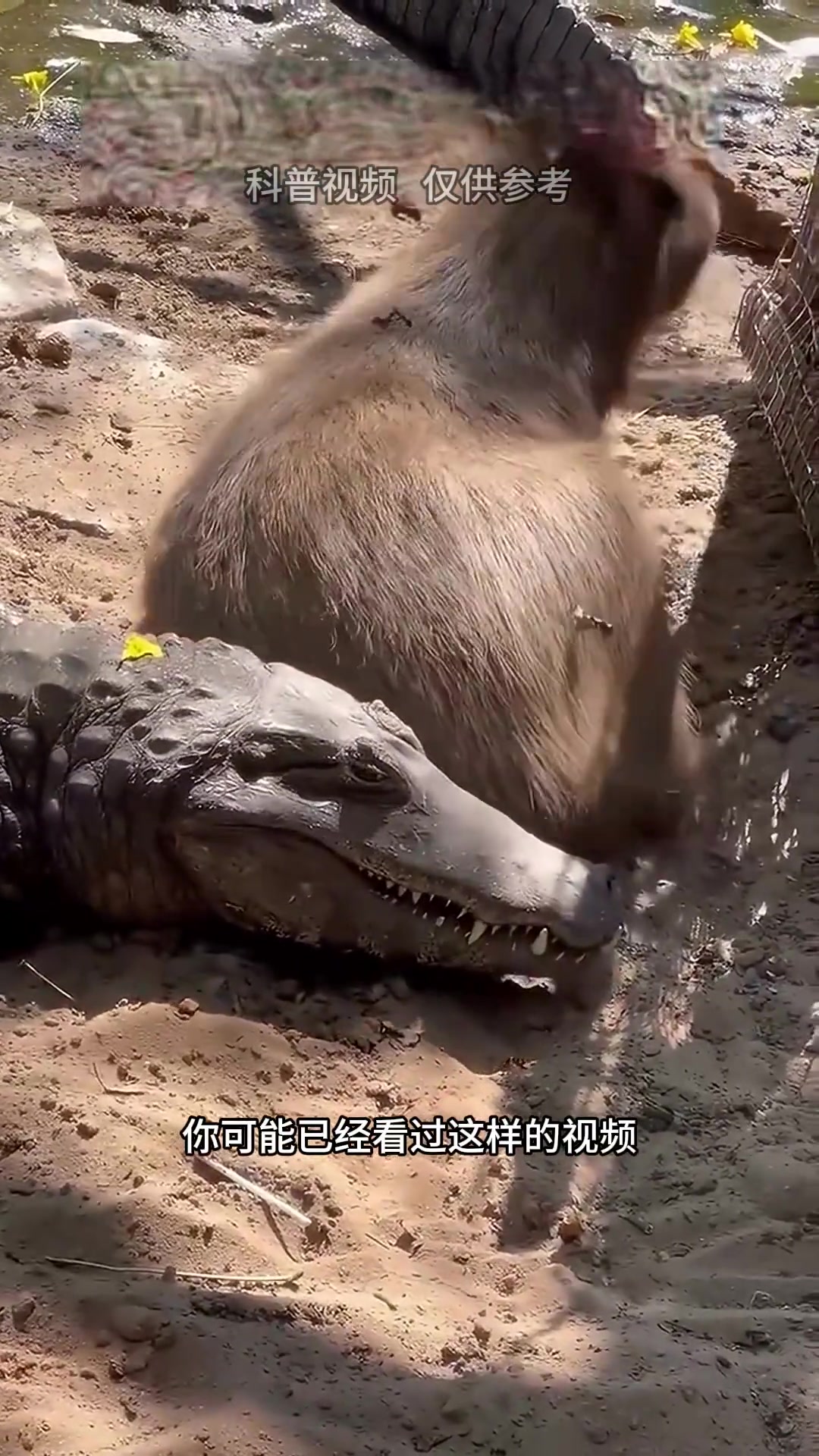 鳄鱼为什么不攻击卡皮巴拉